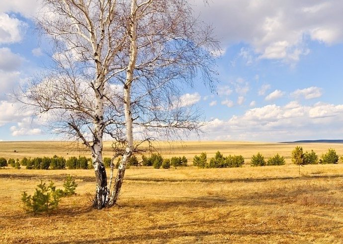 Dia soleado, campo,