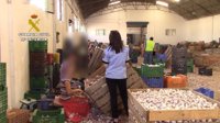 Auxilian a 59 trabajadores en condiciones precarias en la campaña del ajo y detienen a una persona por ello