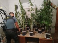 Detenido un hombre con una orden de ingreso en prisión y una plantación de marihuana en su vivienda