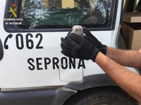 La Guardia Civil recupera un polluelo de Búho Real en El Casar