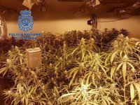 Detenido en Alicante un grupo de traficantes holandeses que cultivaban marihuana para venderla por Europa