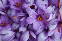 La Universidad de Verano de Teruel y el CITA organizan un curso sobre el manejo del azafrán