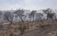 70 especies de aves, 40 variedades de plantas y 38 mamíferos afectados por el fuego de Doñana, según SEO/Birdlife