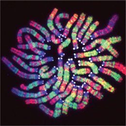 Cromosoma de embriones de ratón