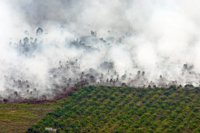 El Gobierno de Indonesia planea una moratoria permanente para blindar los bosques