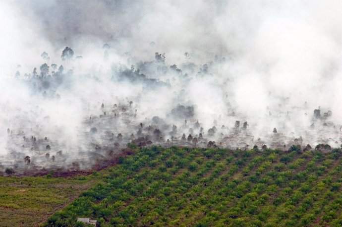 Incendio forestal en Indonesia