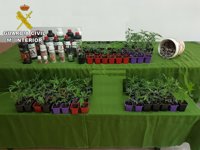 La Guardia Civil aprehende 98 plantas de marihuana en Torre de Don Miguel y detiene a su propietario