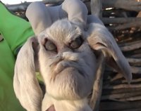 Este es el rostro de la cabra argentina con rasgos humanos, una especie "demoníaca" insólita