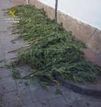 Detenido en Cacabelos (León) tras intervenirle marihuana valorada en 19.000 euros