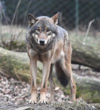 Denuncian a un agente medioambiental por acusar a cazadores y ganaderos de matar lobos de manera ilegal