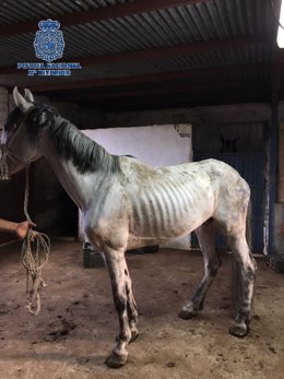 Caballo encontrado deshidatado y desnutrido