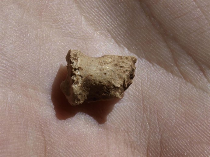 Burgos: Fósil de la Galería de las Estatuas de Atapuerca