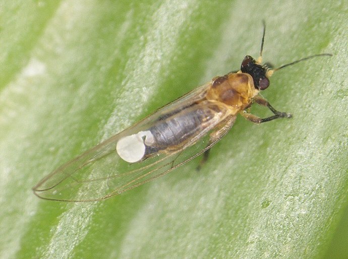 Nota De Prensa Canarias Estudia Métodos De Control De Trioza Erytreae, El Insect