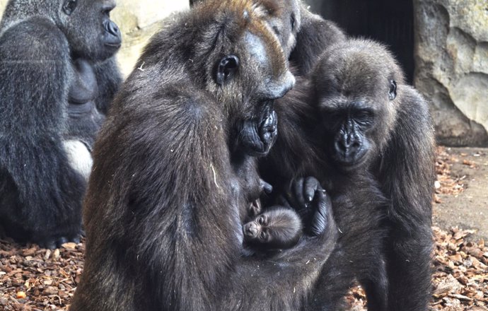 Nace el tercer bebé gorila valenciano en Bioparc