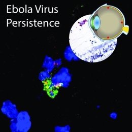 Virus del Ébola