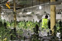 Desmantelada la mayor plantación de marihuana localizada en Cantabria