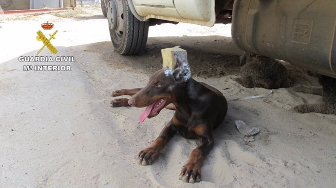 Investigan a un hombre por maltrato animal tras cortar las orejas a un perro.