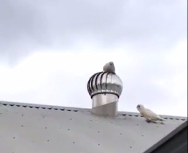 Estos pájaros corella se divierten en una chimenea giratoria