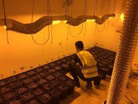 Detienen a un joven de 28 años por el cultivo de más de 230 plantas de marihuana en Candelaria