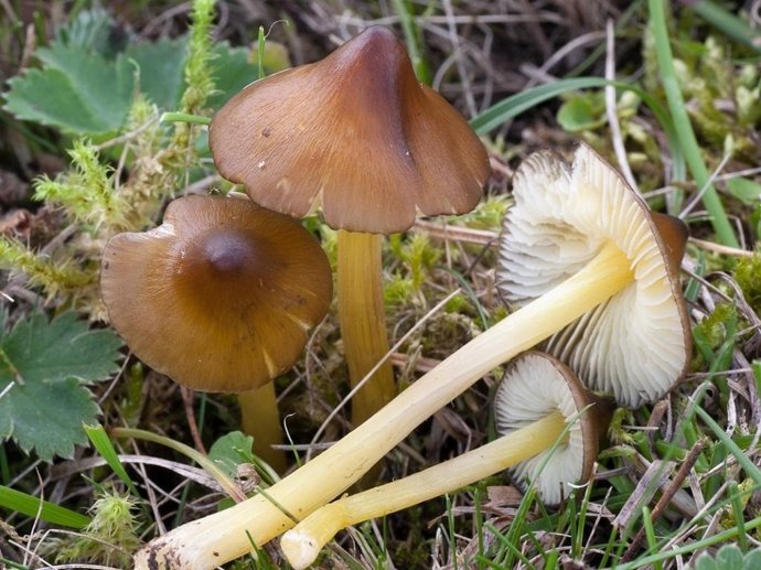 L'espècie de bolet ?Hygrocybe spadicea?, trobada en Ordino 