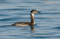 Aves que antes eran frecuentes en los inviernos de España, ahora son "raras" por el cambio climático, según SEO/BirdLife