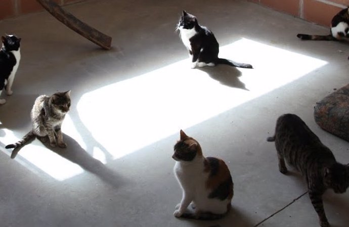 Comienza una recogida de firmas para pedir el control de las colonias de gatos