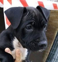 Alcobendas recogió 103 animales entre perros y gatos en las calles en 2016 y anima a adoptar