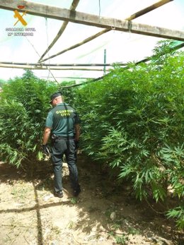 Plantación de marihuana hallada en Pedrola (Zaragoza)