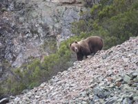 La Fundación Oso Pardo aprueba un nuevo método para controlar la población del oso cantábrico