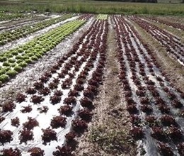 Agricultura ecològica