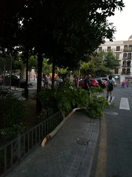 Rama caída en la Gavidia.