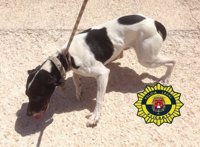 La Unidad Canina de Alicante rescata a dos perros abandonados en un garaje