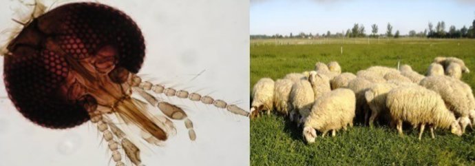 Detalle de la cabeza del mosquito 'Culicoides imicola' y rebaño de ovejas