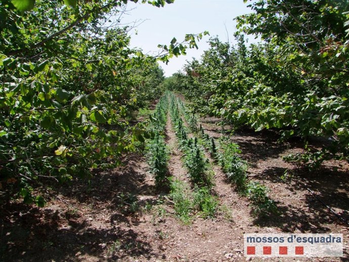Plantació de marihuana descoberta a Valls (Tarragona)