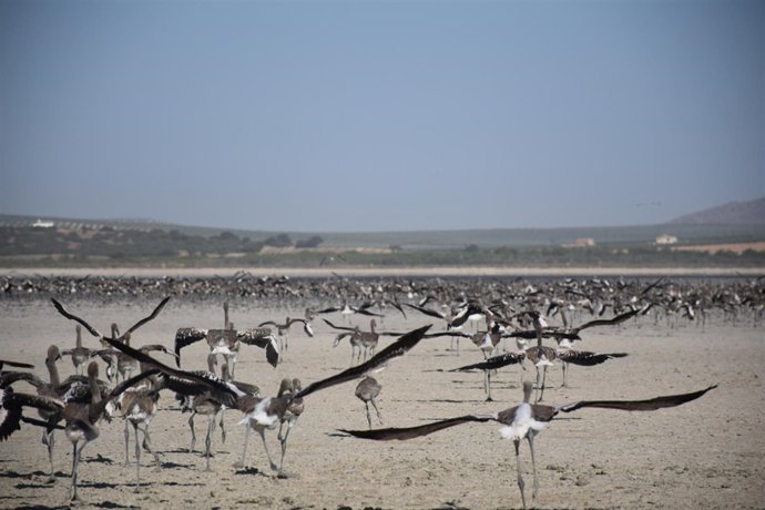 Flamencos en la Laguna de Fuente de Piedra 