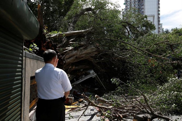 Un hombre reacciona al ver un árbol caído por el tifón 'Nesat'