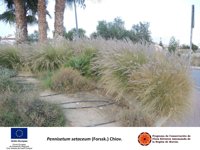 CARM pide a los ayuntamientos que empleen plantas autóctonas en sus zonas ajardinadas en lugar de plantas exóticas