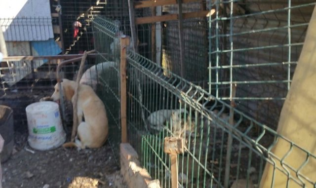 Perros rescatados en Algeciras.