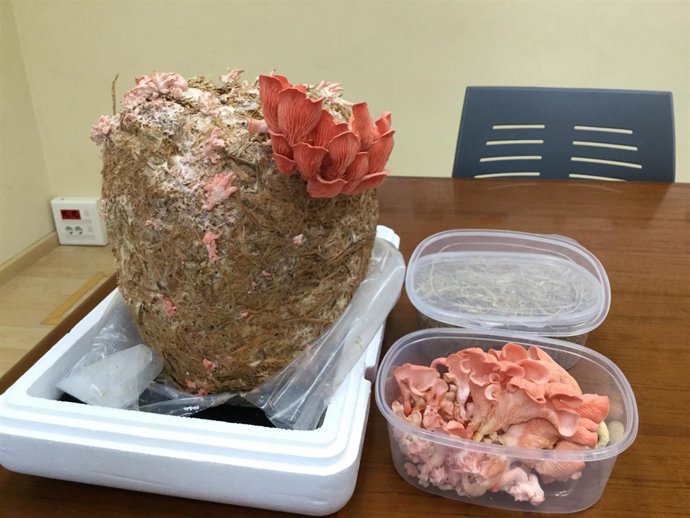 Setas cultivadas a partir de residuos de arroz