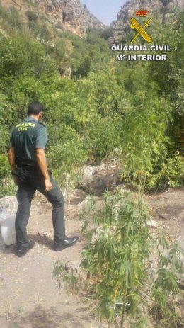 Plantación de marihuana oculta en Sorbas 