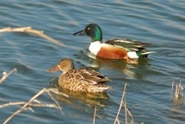 Pájaros acuáticos, patos, aves