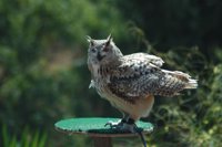 Medio Ambiente libera tres búhos reales tratados en el Centro de Fauna Silvestre 'El Valle'