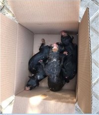 Encuentran en un contenedor en Badajoz once cachorros de perro, tres de ellos vivos