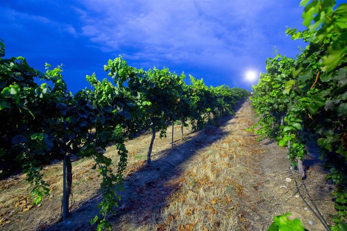 Campaña de vendimia 2017