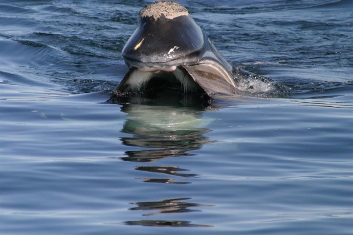Una ballena franca glacial en la bahía de Cape Cod, en Massachusetts.