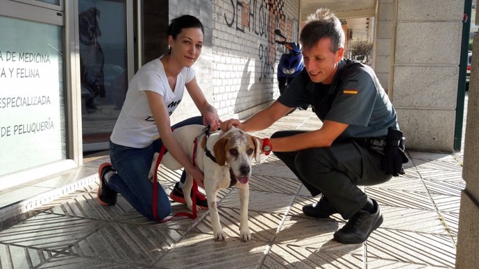 Perro maltratado en Baiona (Pontevedra)