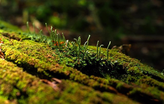 Detalle de un bosque del Parque Nacional de Ordesa 