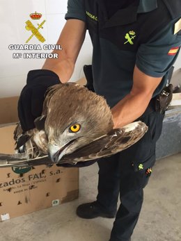 Aguila perdicera recuperada