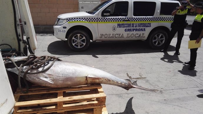 Atun rojo intervenido en furgoneta sin refrigeracion por policia local