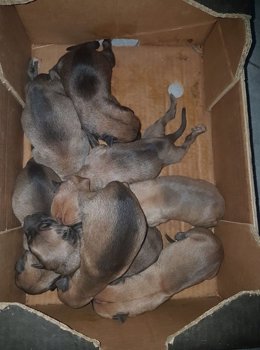 Cachorros abandonados en un contenedor de Lepe.